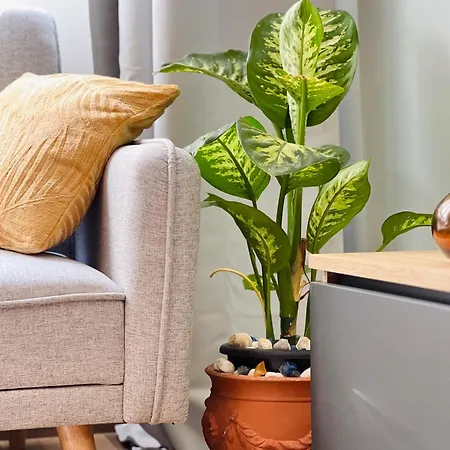 Appartement Arditi *